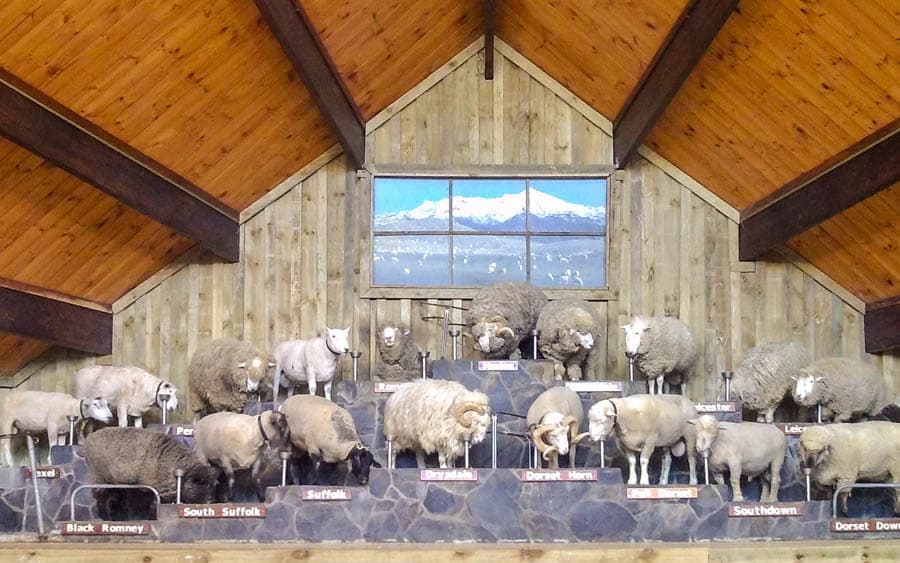 瓦爾特峰高原農場剪羊毛秀